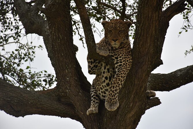 PRIVATE Wildebeest Calving Safari, Tanzania, January to March - Day 4: A full day among Serengeti predators and herds