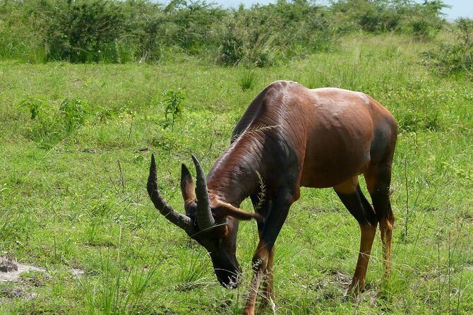 PRIVATE Wildebeest Calving Safari, Tanzania, January to March - Day 5: From the Serengeti to the Ngorongoro Conservation Area