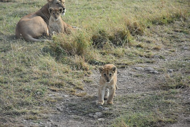 PRIVATE Wildebeest Calving Safari, Tanzania, January to March - Day 8: A quiet morning before your flight