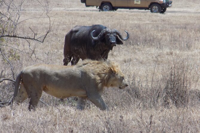 Private Wildlife Encounter at Tarangire National Park - The picnic stop around lunchtime