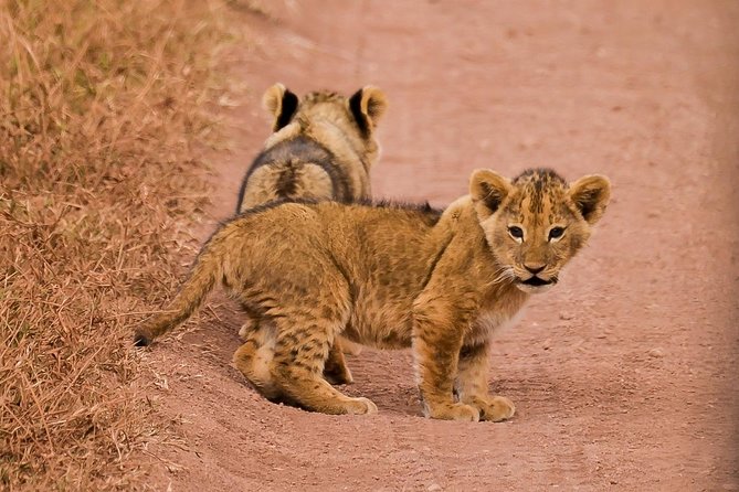 Private Wildlife Encounter at Tarangire National Park - The afternoon game drive