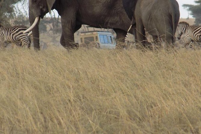 Private Wildlife Encounter at Tarangire National Park - Returning to Arusha before sunset