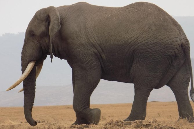 Private Wildlife Encounter at Tarangire National Park - Is $300 per person good value?