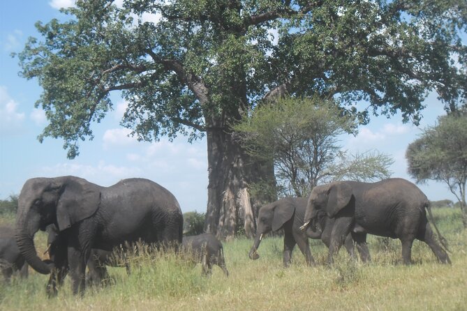 Private Wildlife Encounter at Tarangire National Park - Who will enjoy this Tarangire outing?
