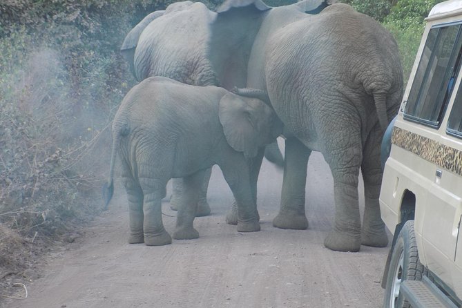 Private Wildlife Encounter at Tarangire National Park - Arriving among baobabs and elephants