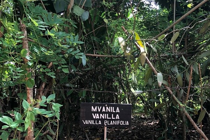 Private Zanzibar Spice Farm Tour - Tasting spices and fruit straight from the tree
