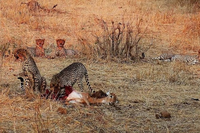 Ruaha National Park And Mikumi National Park Budget Safari 6 Days 5 Nights - Day 2: The road from Mikumi to Ruaha