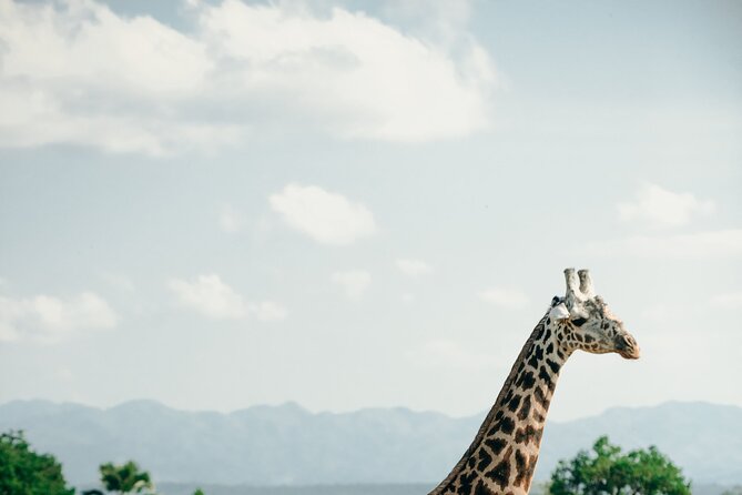 Ruaha National Park And Mikumi National Park Budget Safari 6 Days 5 Nights - What the $1,950 price actually covers