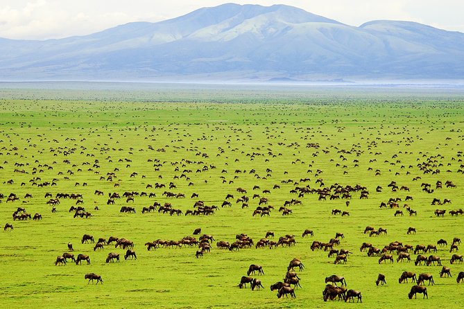 Saadani Day Trip - Key Points Before You Book