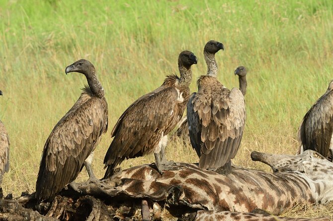 Saadani Day Trip - What You Might See in the Park