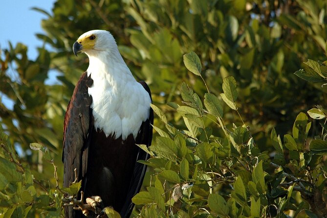 Saadani Day Trip - A Private Tour With Kwezi Safaris