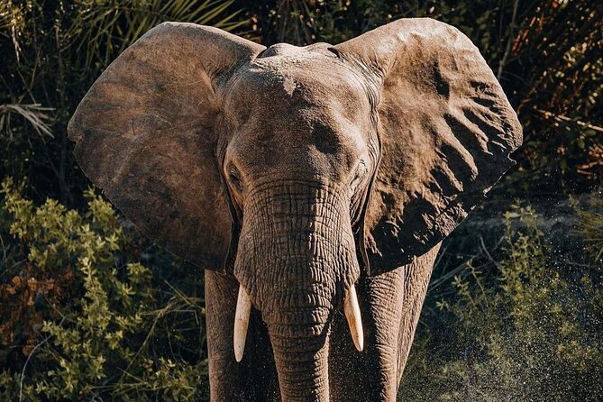 Saadani National Park Day Tour - The Wami River and the strongest wildlife moments