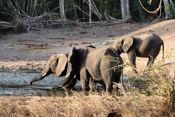 Saadani National Park Day Tour - What a private guide adds to the day
