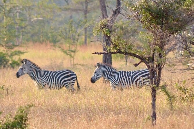 Saadani National Park Day Tour - Is $480 per person good value?