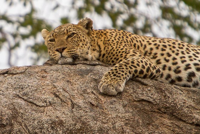 Safari & Culture - Day 6: Returning to Arusha