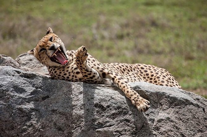 Safari in Tanzania 5 days: Manyara, Ngorongoro, Serengeti - Five details that shape this safari