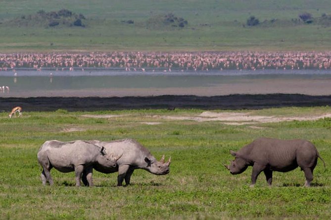 Safari in Tanzania 5 days: Manyara, Ngorongoro, Serengeti - Comfort, timing, and what to clarify