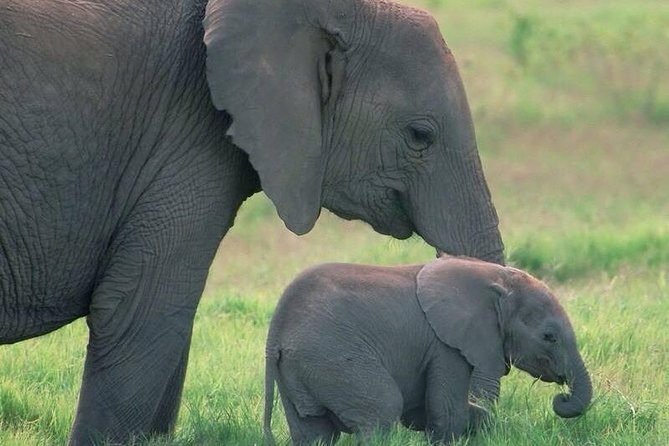Safari in Tanzania 5 days: Manyara, Ngorongoro, Serengeti - Lake Manyara: a varied first game drive