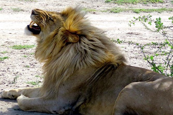 Safari "Kifaru" - 5 days in the most famous Parks in the world - What $2,930 buys you
