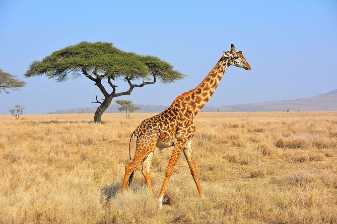 Safari "Kifaru" - 5 days in the most famous Parks in the world - Day three: Entering the Serengeti