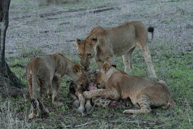 Safari Serengeti And Ngorongoro - Comfort, pace, and guide quality