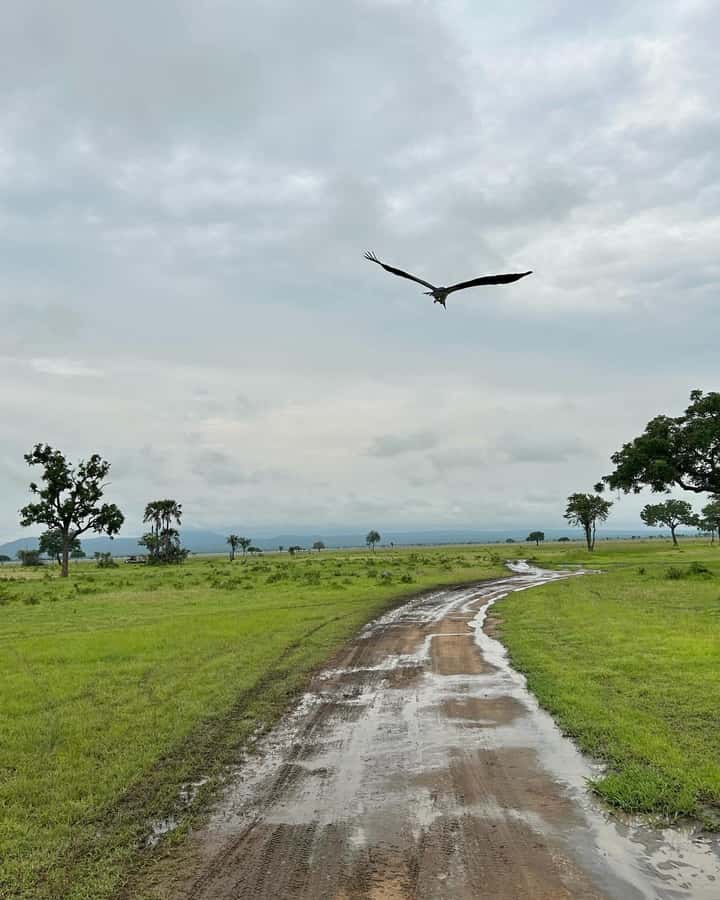 SAFARI WILDLIFE 3 DAYS 2 NIGHT FROM ZANZIBAR TO MIKUMI - Why this route from Zanzibar feels different