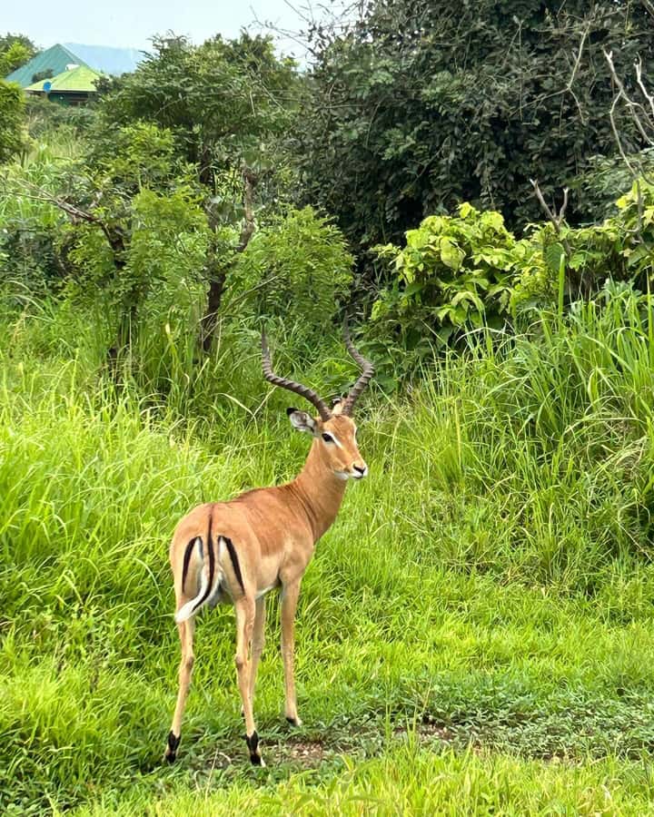 SAFARI WILDLIFE 3 DAYS 2 NIGHT FROM ZANZIBAR TO MIKUMI - Meeting Maasai culture on the first afternoon