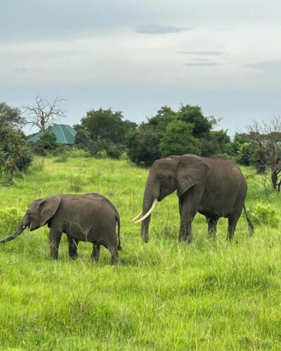 SAFARI WILDLIFE 3 DAYS 2 NIGHT FROM ZANZIBAR TO MIKUMI