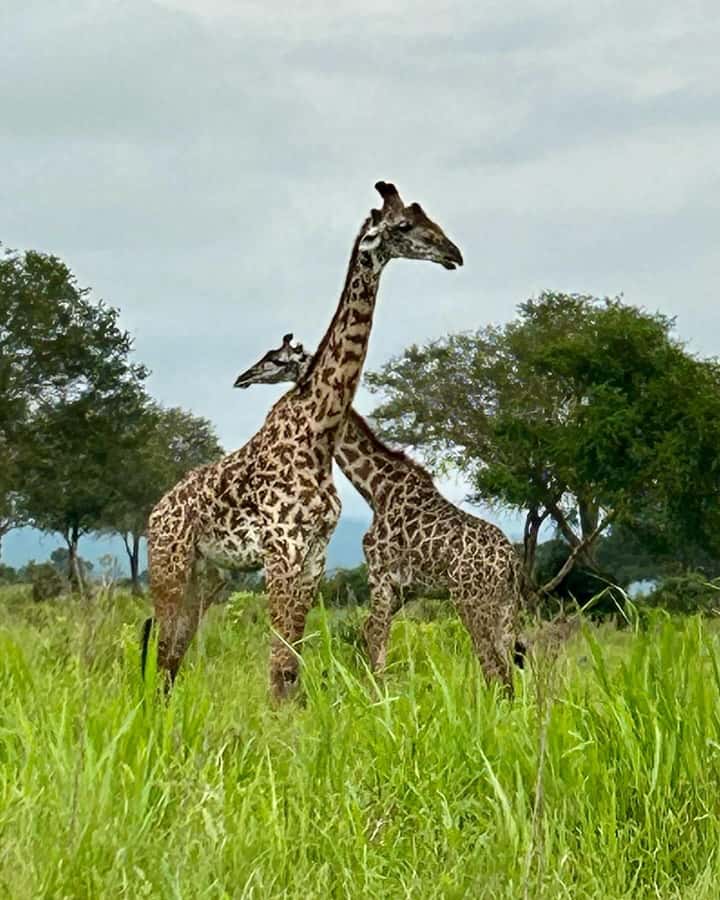 SAFARI WILDLIFE 3 DAYS 2 NIGHT FROM ZANZIBAR TO MIKUMI - Day three: returning to Dar es Salaam and Zanzibar