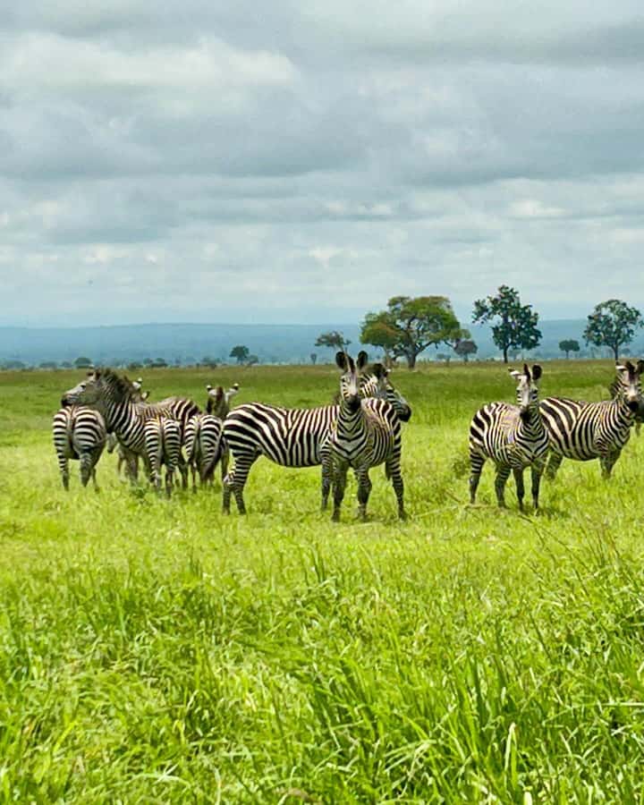SAFARI WILDLIFE 3 DAYS 2 NIGHT FROM ZANZIBAR TO MIKUMI - What $760 per person really covers