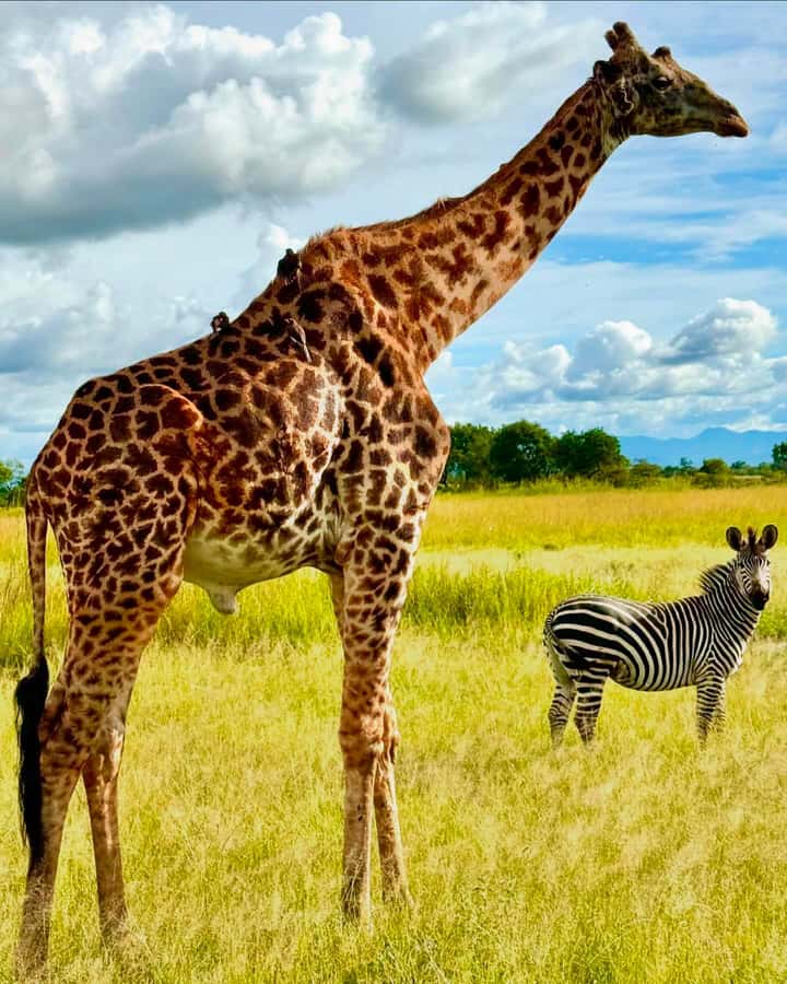 SAFARI WILDLIFE 3 DAYS 2 NIGHT FROM ZANZIBAR TO MIKUMI - Accommodation, meals, and comfort