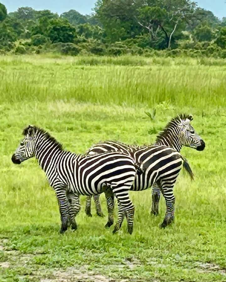 SAFARI WILDLIFE 3 DAYS 2 NIGHT FROM ZANZIBAR TO MIKUMI - The guides can shape the whole experience