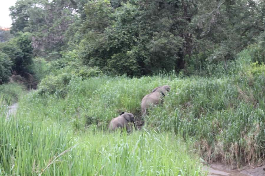SAFARI WILDLIFE 3 DAYS 2 NIGHT FROM ZANZIBAR TO MIKUMI - Who will enjoy this safari most