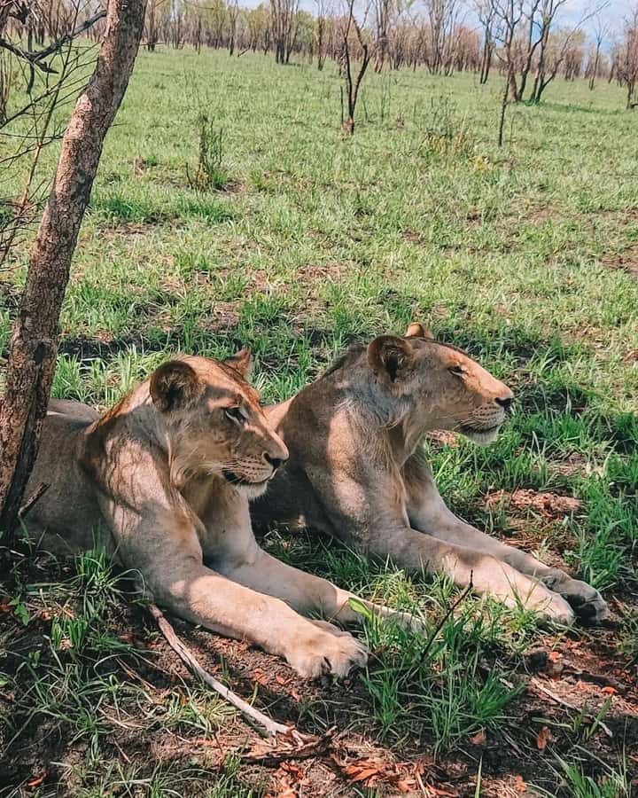 SAFARI WILDLIFE FROM ZANZIBAR TO MIKUMI 3 DAYS AND 2 NIGHTS - Why this Zanzibar to Mikumi route is different