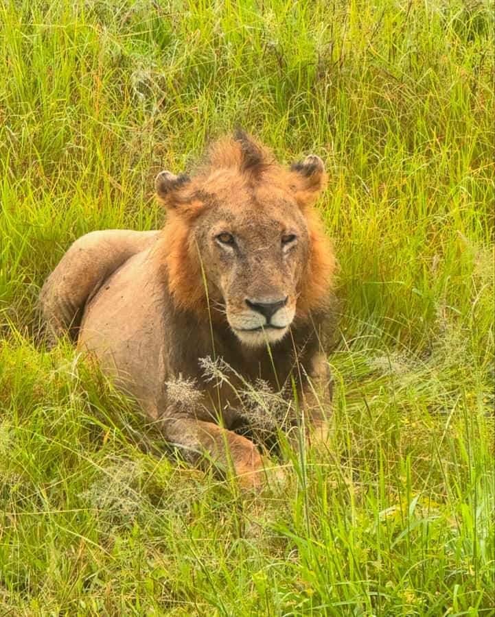 SAFARI WILDLIFE FROM ZANZIBAR TO MIKUMI 3 DAYS AND 2 NIGHTS - The Maasai village visit adds more than a photo stop
