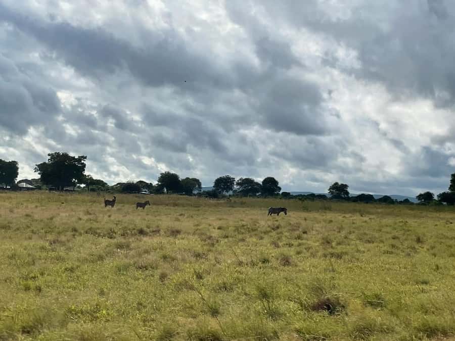 SAFARI WILDLIFE FROM ZANZIBAR TO MIKUMI 3 DAYS AND 2 NIGHTS - What you may see at Mikumi