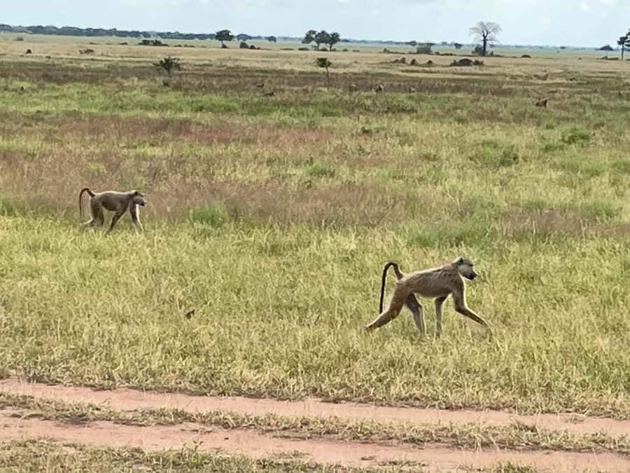 SAFARI WILDLIFE FROM ZANZIBAR TO MIKUMI 3 DAYS AND 2 NIGHTS - Guides, drivers, and the value of a private vehicle