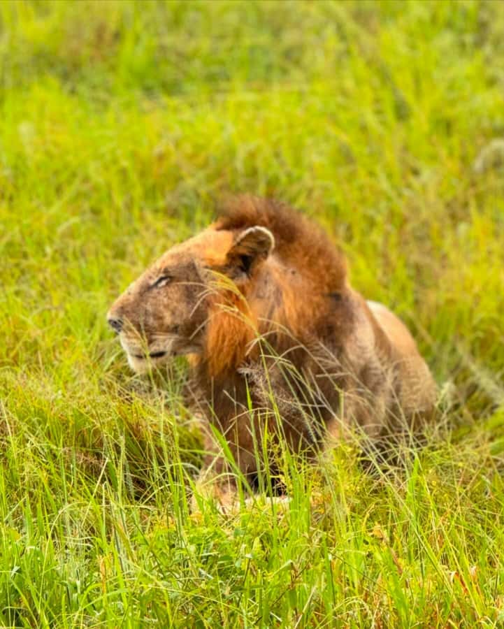 SAFARI WILDLIFE FROM ZANZIBAR TO MIKUMI 3 DAYS AND 2 NIGHTS - Is $750 per person good value?