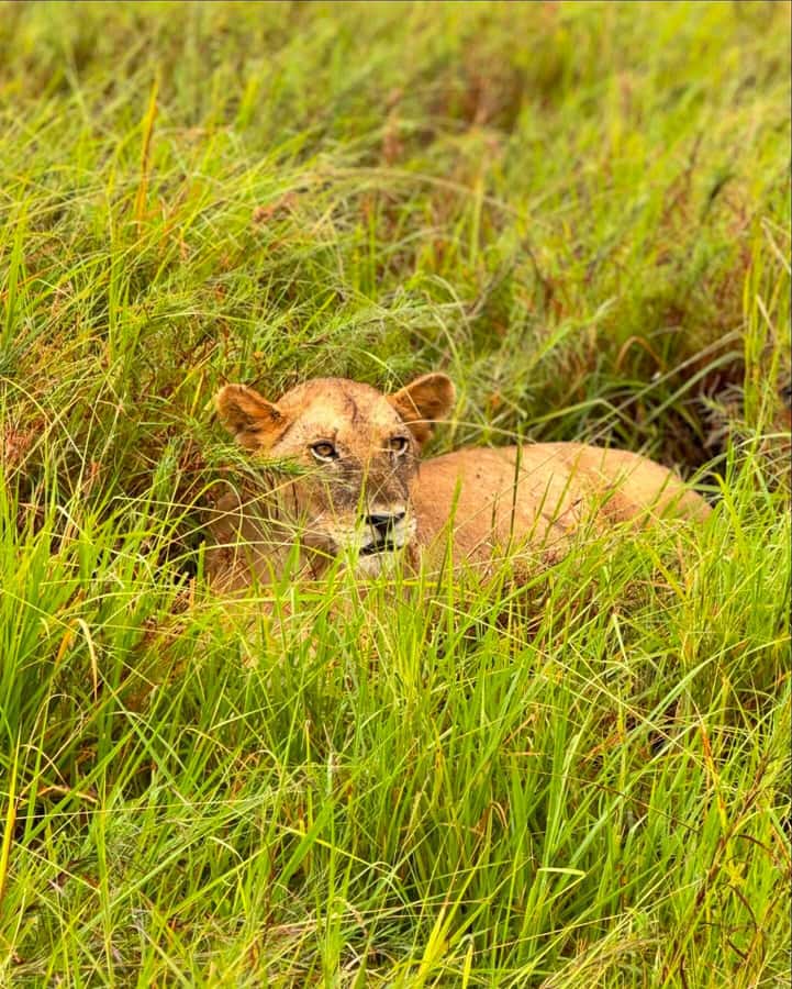 SAFARI WILDLIFE FROM ZANZIBAR TO MIKUMI 3 DAYS AND 2 NIGHTS - Day 3: Returning by train and ferry
