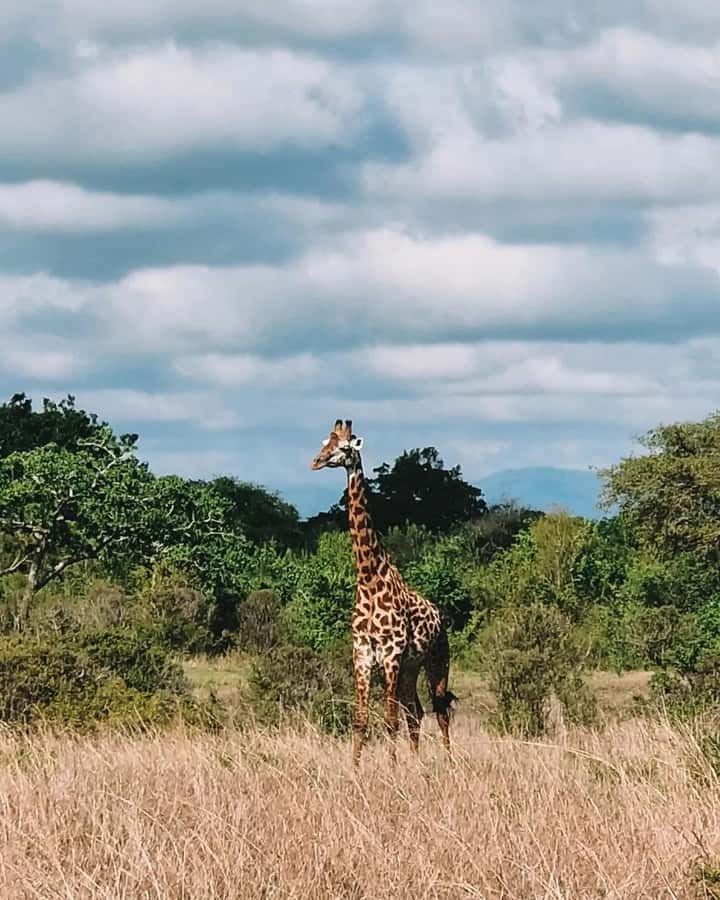 SAFARI WILDLIFE FROM ZANZIBAR TO MIKUMI 3 DAYS AND 2 NIGHTS - Day 1: From Zanzibar ferry to Morogoro and Mikumi