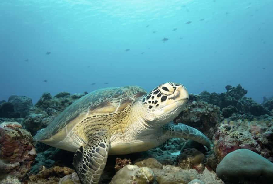 Salaam Cave, Starfish Adventure, The Rock Lunch, Kuza Cave - Salaam Cave and the turtles in clear water