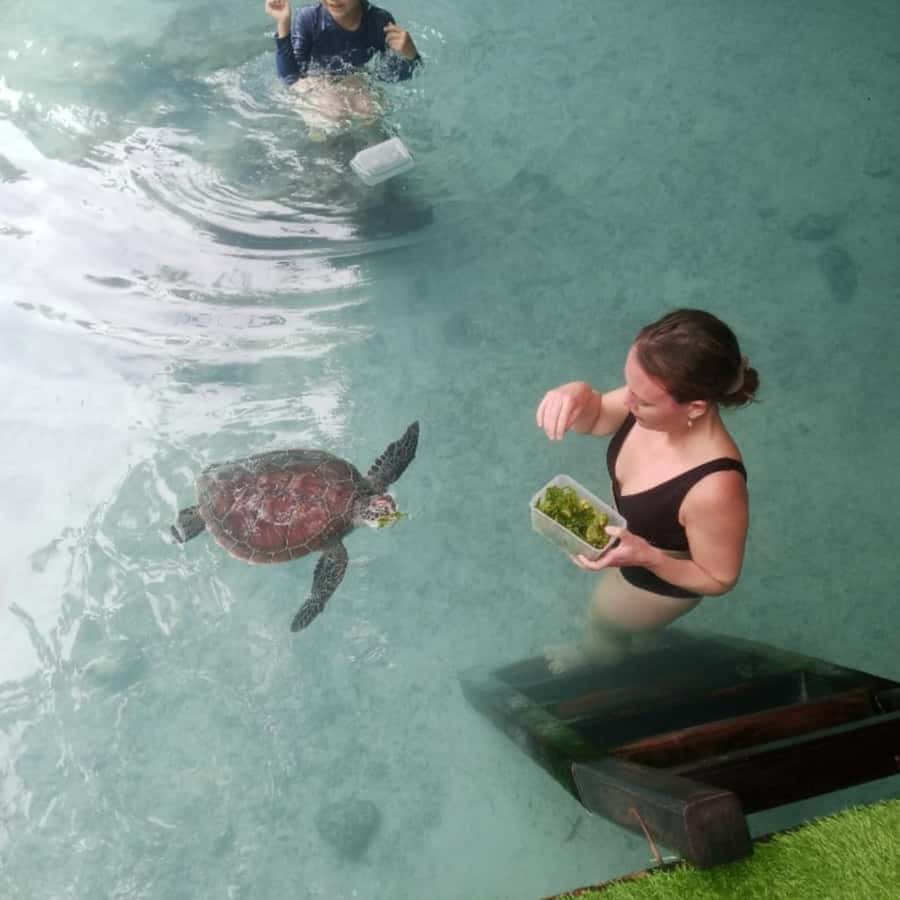 SALAAM CAVE: Swim with turtles & Dine at The Rock Restaurant - Why this pairing works so well in southern Zanzibar