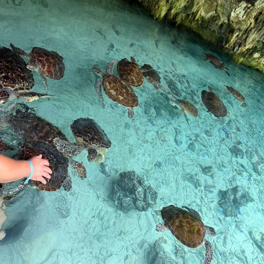 SALAAM CAVE: Swim with turtles & Dine at The Rock Restaurant - The short transfer to Pingwe