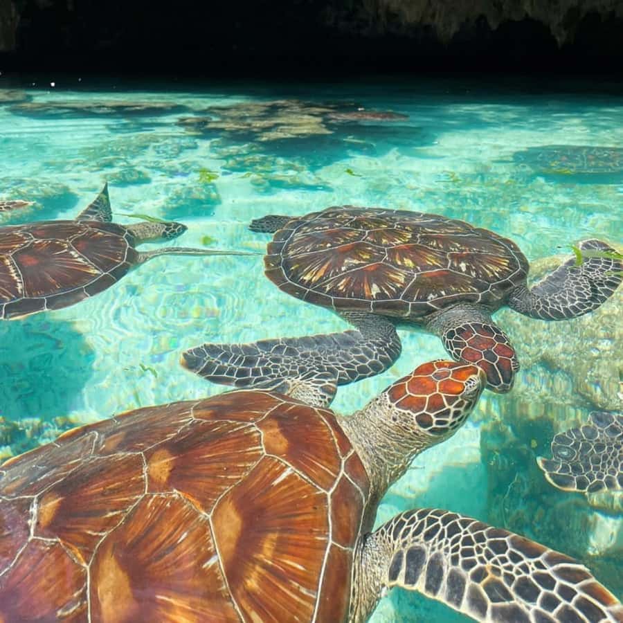 SALAAM CAVE: Swim with turtles & Dine at The Rock Restaurant - Lunch above the Indian Ocean at The Rock