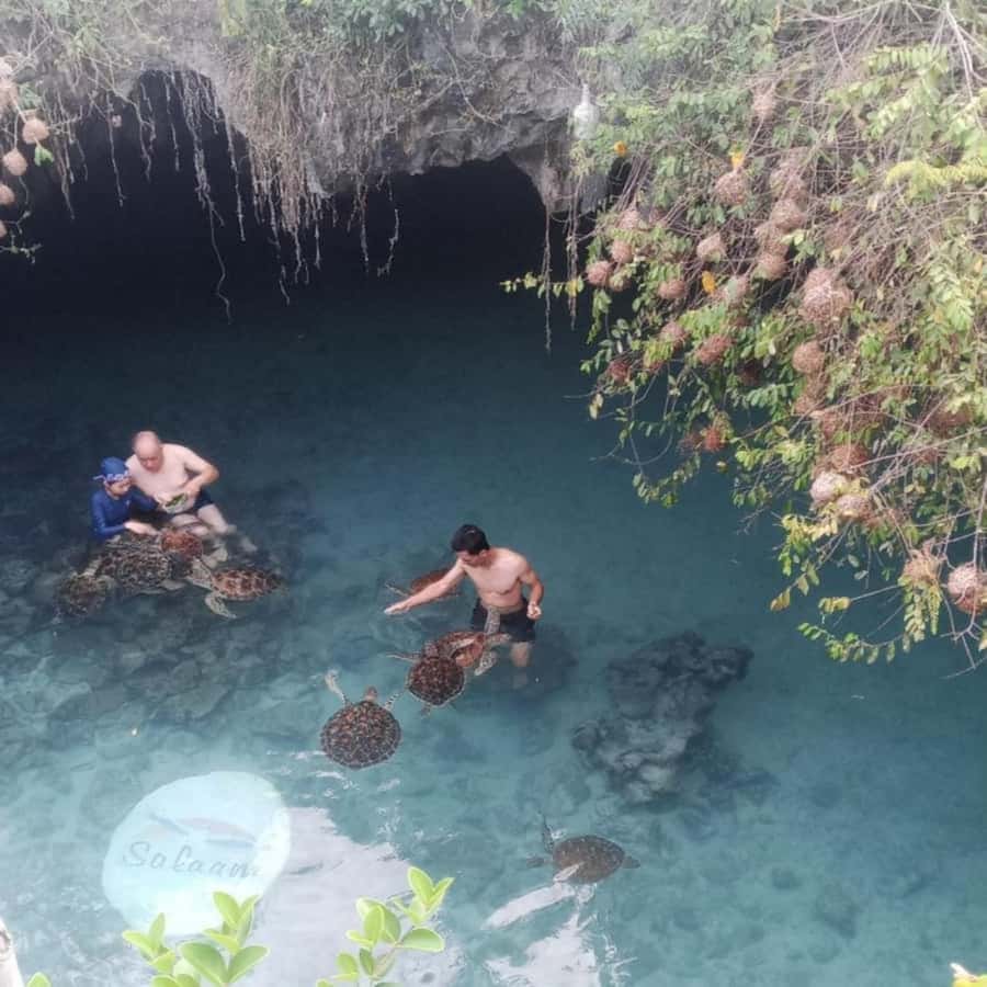 SALAAM CAVE: Swim with turtles & Dine at The Rock Restaurant - Who should book this day trip?