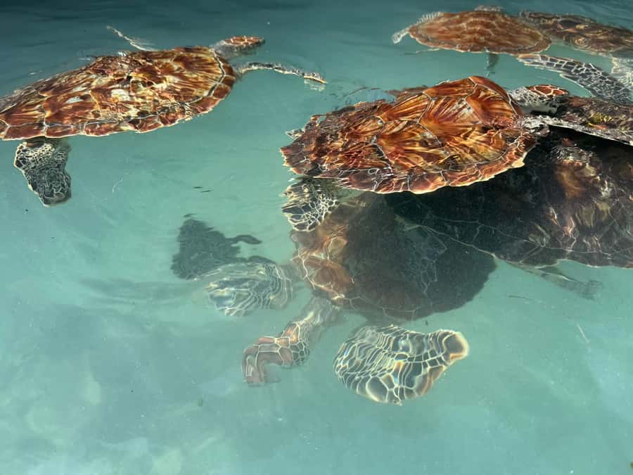 Salaam Cave Swimming with turtles, Mtende Beach & The Rock - The Rock Restaurant in Pingwe