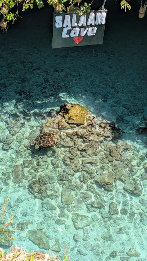 Salaam Cave Swimming with turtles, Mtende Beach & The Rock - Is $51 good value?