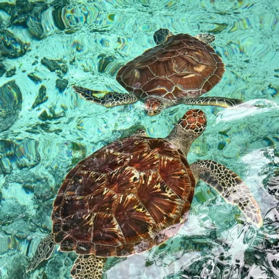 Salaam Cave Swimming with turtles, Mtende Beach & The Rock - Who should book this outing?
