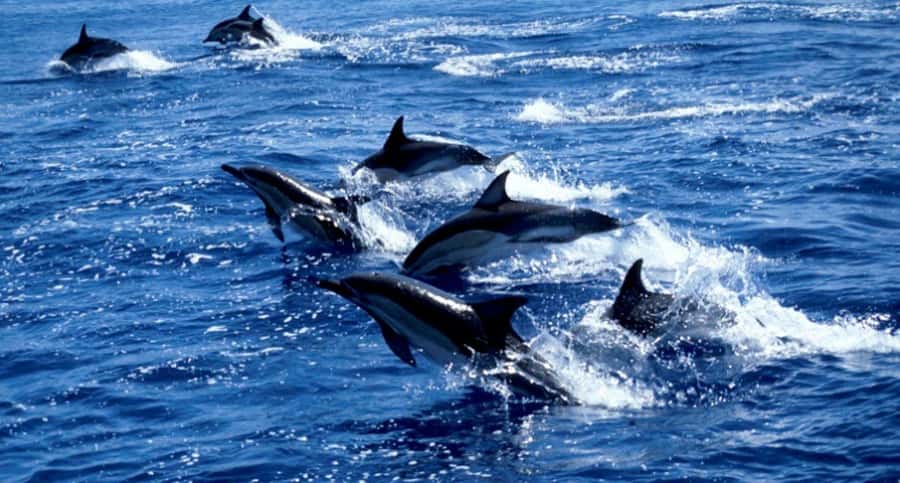 Salaam Cave Tour, Lunch at The Rock, Mnemba Dolphin Tour - What the $150 price really covers