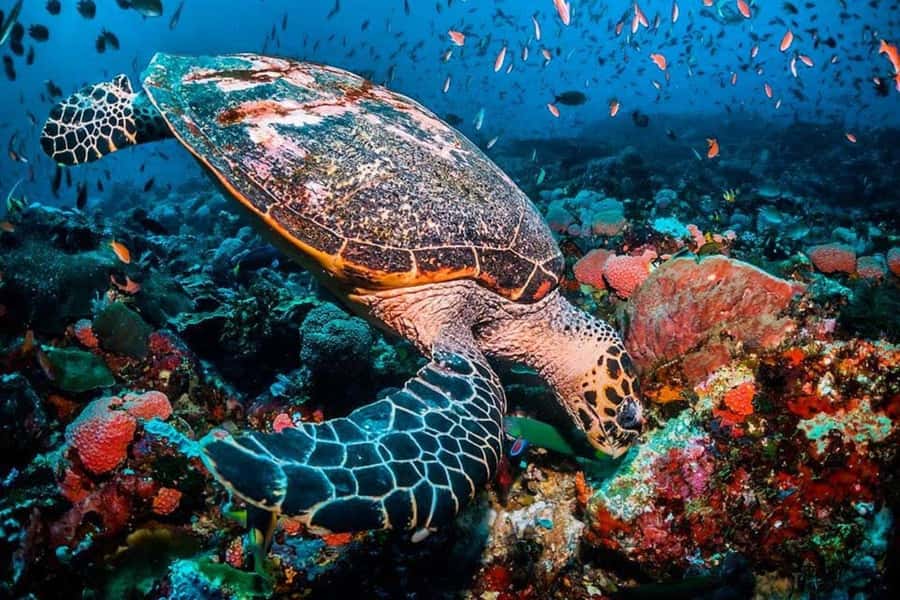 Salaam Cave Tour, Paje Beach, The Rock Restaurant, Kuza Cave - Salaam Cave and its sea turtles